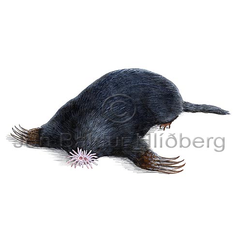 Star-nosed mole - Condylura cristata - othermammals - Insectivora
